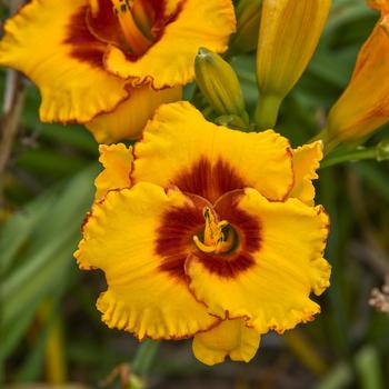 Hemerocallis 'Pooh Bear' (274454)