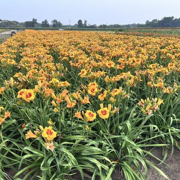 Hemerocallis 'Pooh Bear' (274455)