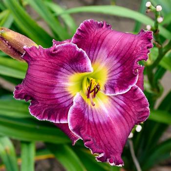 Hemerocallis 'Rich in Mercy' 