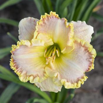 Hemerocallis 'Singular Sensation' 