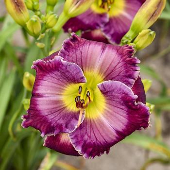 Hemerocallis 'Through a Glass Darkly' (274459)