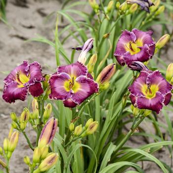 Hemerocallis 'Through a Glass Darkly' (274460)