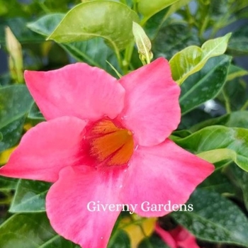 Mandevilla x amabilis 'Pink Velvet' 