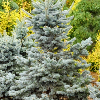 Abies lasiocarpa