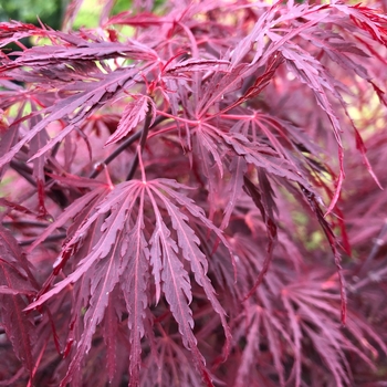 Acer palmatum var. dissectum 'Lionheart' 