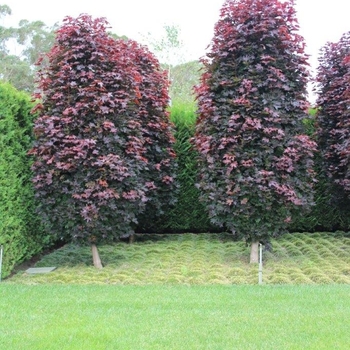 Acer platanoides 'Crimson Sentry' 