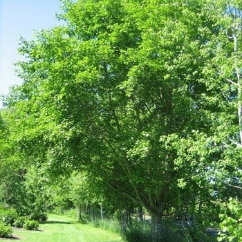 Alnus rubra