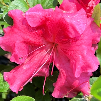 Rhododendron Satsuki hybrid 'Higasa' 