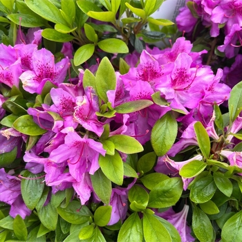 Rhododendron 'Purple Splendor' 