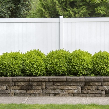 Buxus sempervirens 'Suffruticosa' 