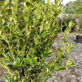 Buxus sinica var. insularis 'Sunburst' 