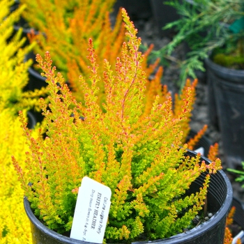 Calluna Vulgaris 'Firefly' 