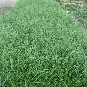 Carex obnupta