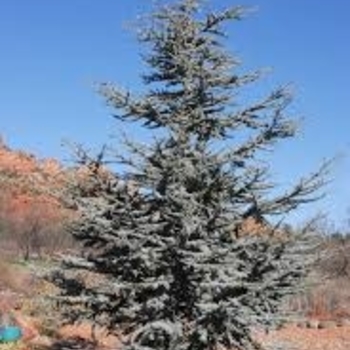 Cedrus atlantica 'Glauca' 