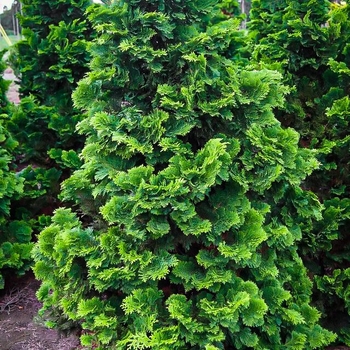 Chamaecyparis obtusa 'Compacta' 