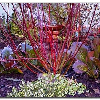 Cornus alba 'Elegantissima' 