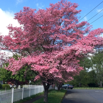 Cornus florida 'Rubra' 