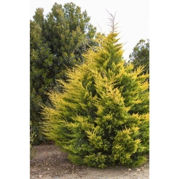 Cupressocyparis leylandii 'Gold Rider' 