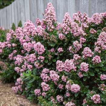 Escallonia x exoniensis 'Pink Princess' Fradesii