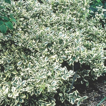 Euonymus fortunei 'Silver Queen' 