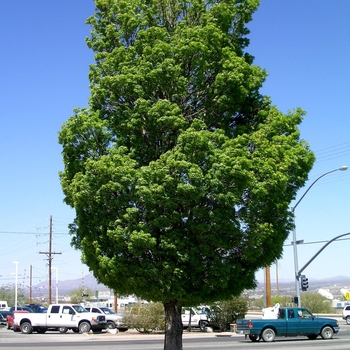 Fraxinus oxycarpa 'Raywood' 