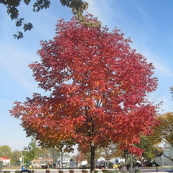 Fraxinus pennsylvanica 'Cimmzam' 