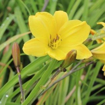 Hemerocallis 'Miss Victoria' 