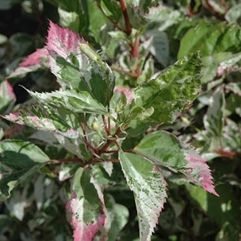 Hibiscus syriacus 'Tricolor' 