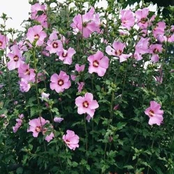 Hibiscus syriacus 'Minerva' 