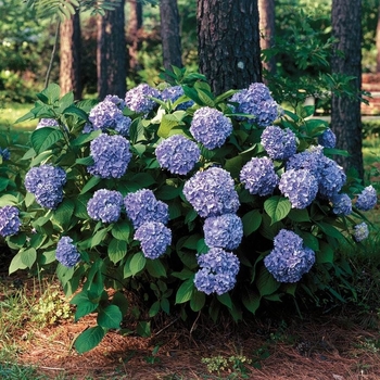 Hydrangea macrophylla 'All Summer Beauty' 