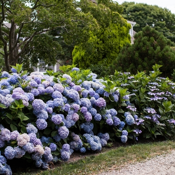 Hydrangea arborescens 'Bella Anna®' 