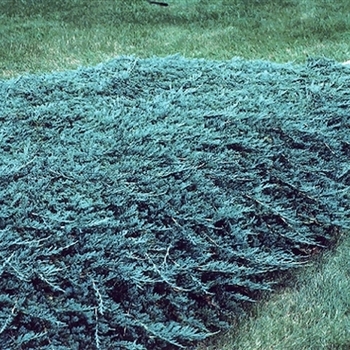 Juniperus squamata 'Blue Carpet' 