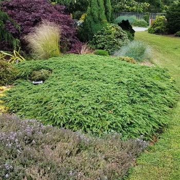 Juniperus communis 'Green Carpet' 