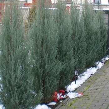 Juniperus scopulorum 'Skyrocket' 