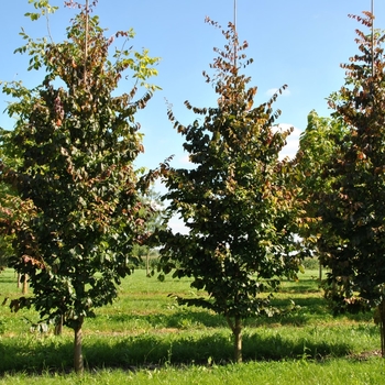 Parrotia persica 'Vanessa' 