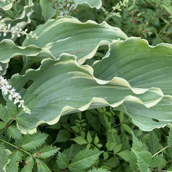 Hosta 'Dancing in the Moonlight' (274545)