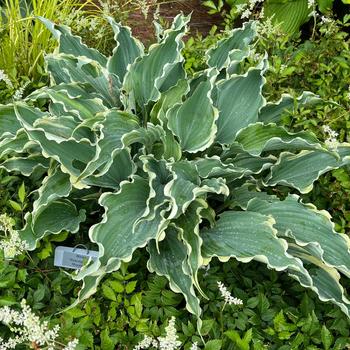 Hosta 'Dancing in the Moonlight' PPAF