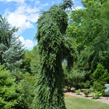 Picea omorika 'Pendula Bruns' 