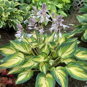 Hosta 'My Fair Lady' PP35524