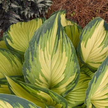 Hosta 'My Fair Lady' (274549)