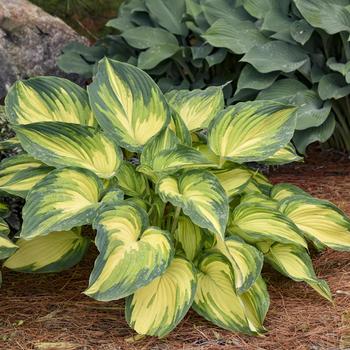 Hosta 'My Fair Lady' (274550)