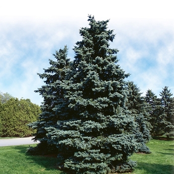 Picea pungens 'Bakeri' 