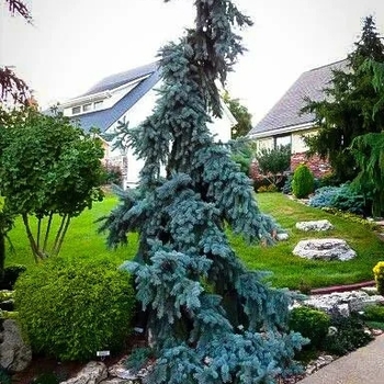 Picea pungens 'Glauca Pendula' 