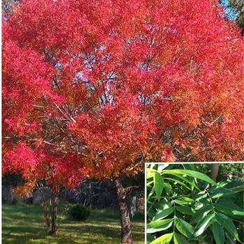 Pistacia chinensis 'Keith Davey' 