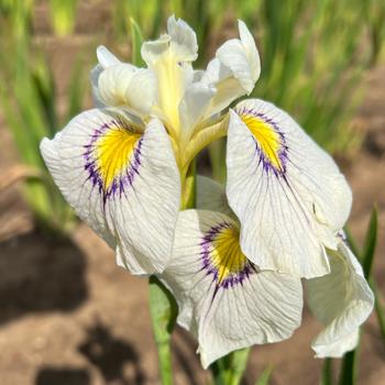 Iris ensata 'Eye Liner' 