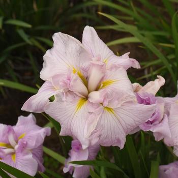 Iris ensata 'Pinkerton' (274556)