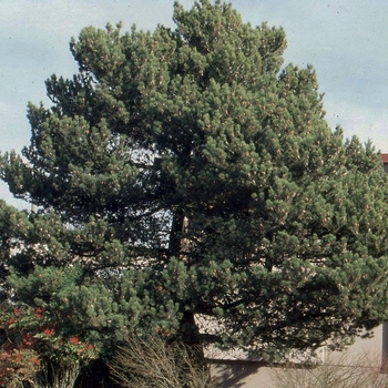 Pinus contorta