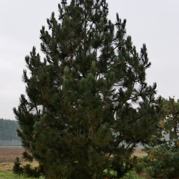 Pinus heldreichii