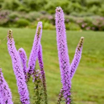 Liatris pycnostacha 'Lavender Glowsticks' 