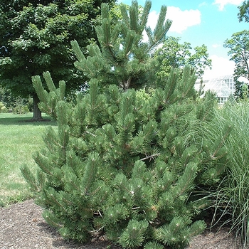 Pinus nigra 'Oregon Green' 